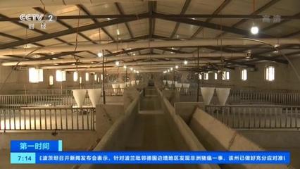 记者辽宁走访丨疫区猪场复养成功 养殖户重拾信心