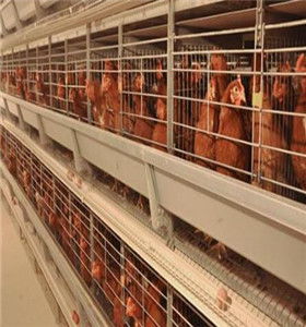 行业认可新型蛋鸡养殖设备多少钱,肉鸡笼养生产厂家