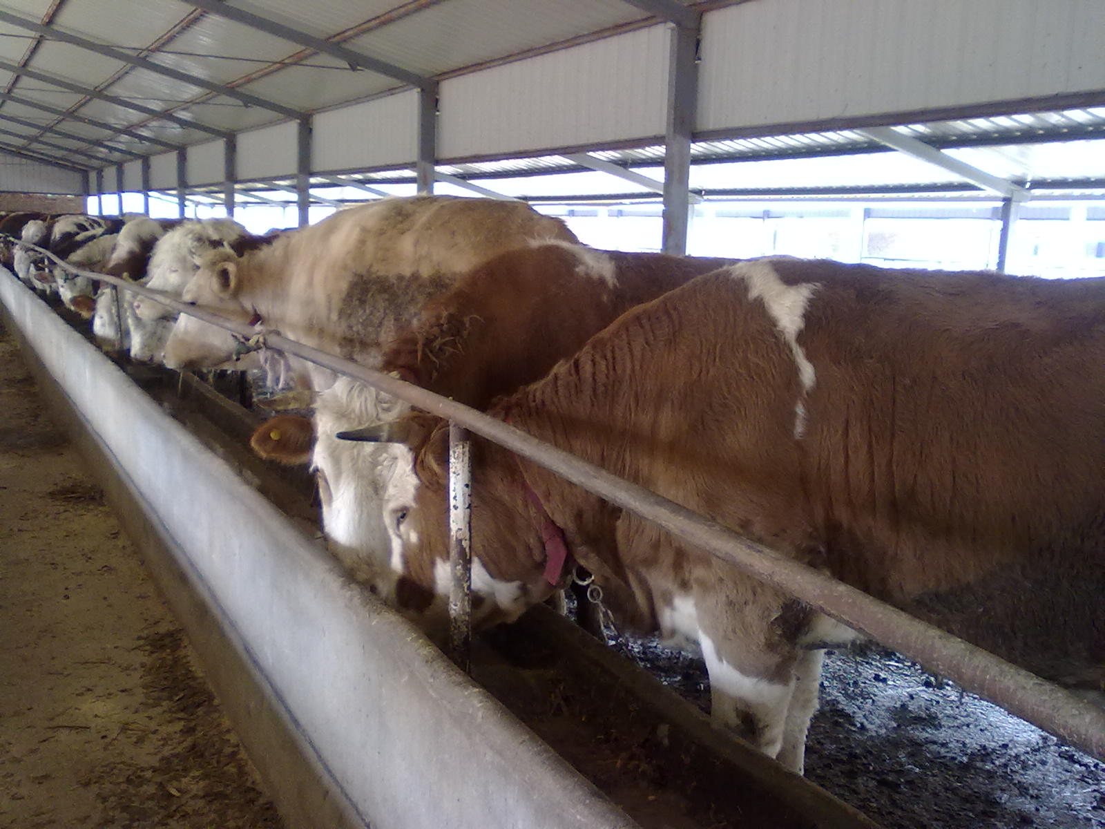 致富经养肉牛价格_鲁西黄牛肉牛养殖 致富经养肉牛_山东济宁市致富经养肉牛生产供.